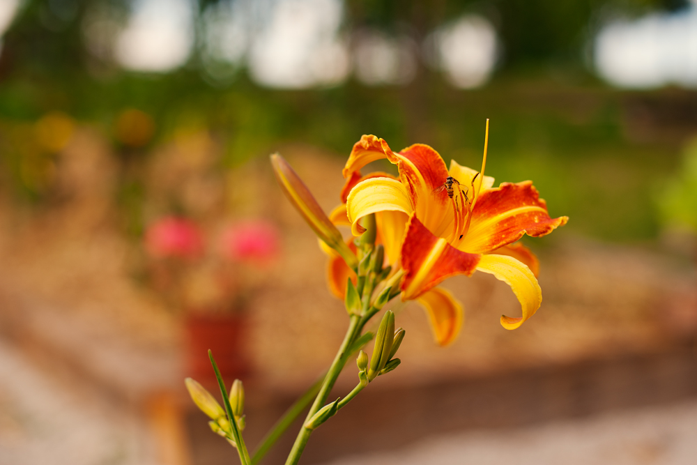 Urobte si kvetinové záhony pre rozprávkovú záhradu