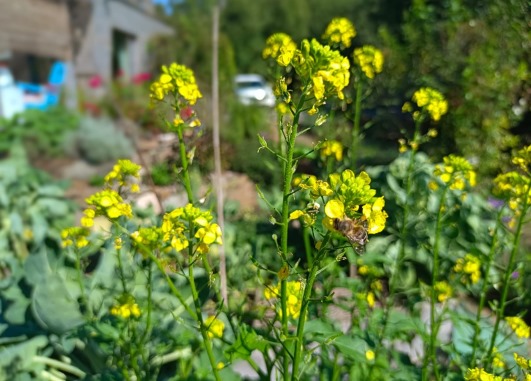 Webin&aacute;r Zelen&eacute; hnojenie